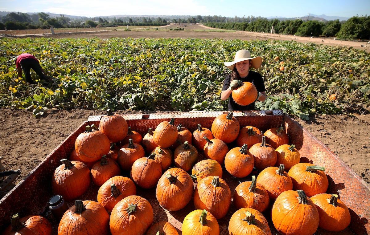 Pumpkins, trunkotreat, and family fun at UC Riverside UCR News UC